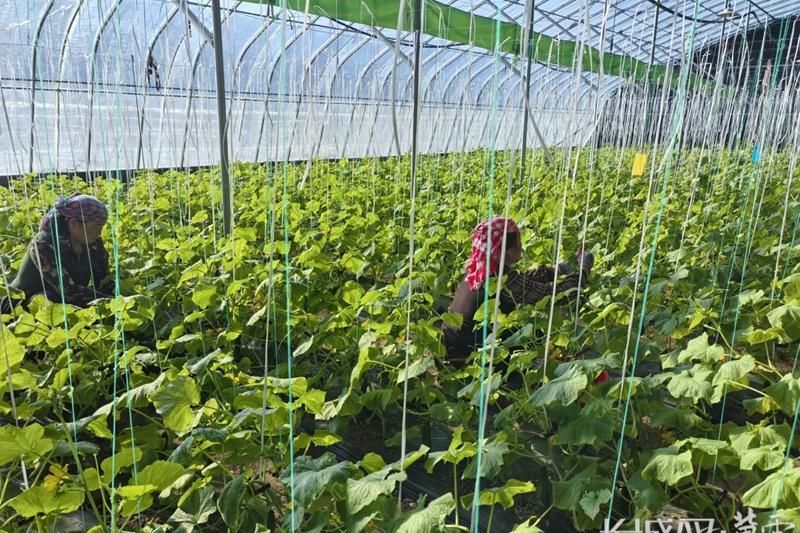 张家口市沽源县：寒冬“蔬”香溢